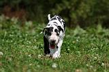 DOGUE ALLEMAND 253